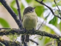Yellow-olive Flycatcher - PN da Serra dos Órgãos--Sede Teresópolis, Rio de Janeiro, Brazil - 9-16-2022