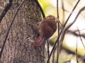 Lesser Woodcreeper - PN da Serra dos Órgãos--Sede Teresópolis, Rio de Janeiro, Brazil - 9-16-2022
