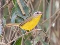 Golden-crowned Warbler - Petrópolis--Parque Municipal - Rio de Janeiro, Brazil - 9-10-2022