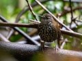 Sharp-tailed Streamcreeper - PN da Serra dos Órgãos--Sede Teresópolis, Rio de Janeiro, Brazil - 9-16-2022