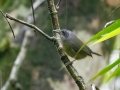 Plain Antvireo - PN da Serra dos Órgãos--Sede Teresópolis, Rio de Janeiro, Brazil - 9-16-2022