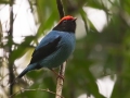 Swallow-tailed Manakin - PN da Serra dos Órgãos--Sede Teresópolis, Rio de Janeiro, Brazil - 9-16-2022