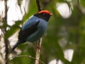 Swallow-tailed Manakin - PN da Serra dos Órgãos--Sede Teresópolis, Rio de Janeiro, Brazil - 9-16-2022