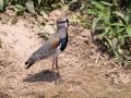 Southern Lapwing - Petrópolis--Parque Municipal - Rio de Janeiro, Brazil - 9-10-2022