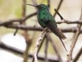 Violet-capped Woodnymph - Parque Natural Municipal Montanhas de Teresópolis, Rio de Janeiro, Brazil - 9-16-2022