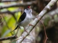 Pin-tailed Manakin - Parque Natural Municipal Montanhas de Teresópolis, Rio de Janeiro, Brazil - 9-16-2022