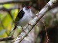 Pin-tailed Manakin - Parque Natural Municipal Montanhas de Teresópolis, Rio de Janeiro, Brazil - 9-16-2022