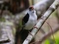 Pin-tailed Manakin - PN da Serra dos Órgãos--Sede Teresópolis, Rio de Janeiro, Brazil - 9-16-2022