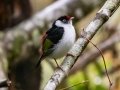 Pin-tailed Manakin - PN da Serra dos Órgãos--Sede Teresópolis, Rio de Janeiro, Brazil - 9-16-2022
