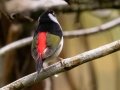 Pin-tailed Manakin - PN da Serra dos Órgãos--Sede Teresópolis, Rio de Janeiro, Brazil - 9-16-2022