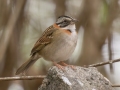Rufous-collared Sparrow - Estrada dos Prates, 327, Petrópolis, Rio de Janeiro, Brazil - 9-11-2022