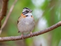 Rufous-collared Sparrow - Estrada dos Prates, 327, Petrópolis, Rio de Janeiro, Brazil - 9-11-2022