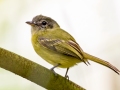 Yellow-olive Flycatcher - Petrópolis--Parque Municipal - Rio de Janeiro, Brazil - 9-11-2022