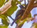 Streaked Flycatcher - Estrada dos Prates, 327, Petrópolis, Rio de Janeiro, Brazil - 9-17-2022