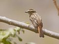 Streaked Flycatcher - Estrada dos Prates, 327, Petrópolis, Rio de Janeiro, Brazil - 9-17-2022
