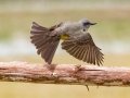 Tropical Kingbird - Estrada dos Prates, 327, Petrópolis, Rio de Janeiro, Brazil - 9-17-2022