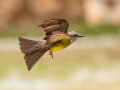 Tropical Kingbird - Estrada dos Prates, 327, Petrópolis, Rio de Janeiro, Brazil - 9-17-2022
