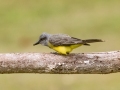 Tropical Kingbird - Estrada dos Prates, 327, Petrópolis, Rio de Janeiro, Brazil - 9-17-2022