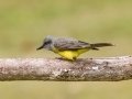 Tropical Kingbird - Estrada dos Prates, 327, Petrópolis, Rio de Janeiro, Brazil - 9-17-2022