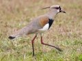 Southern Lapwing - Petrópolis--Parque Municipal - Rio de Janeiro, Brazil - 9-11-2022