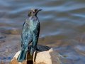 Brewer's Blackbird - Lake Cuyamaca, San Diego, California, 3/25/2015