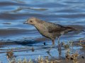 Brewer's Blackbird - Lake Cuyamaca, San Diego, California, 3/25/2015