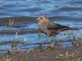 Brewer's Blackbird - Lake Cuyamaca, San Diego, California, 3/25/2015
