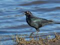Brewer's Blackbird - Lake Cuyamaca, San Diego, California, 3/25/2015