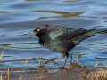 Brewer's Blackbird - Lake Cuyamaca, San Diego, California, 3/25/2015