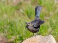 Brewer's Blackbird - Lake Cuyamaca, San Diego, California, 7/14/2016