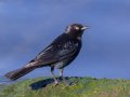 Brewer's Blackbird - Lake Cuyamaca, San Diego, California, 7/14/2016
