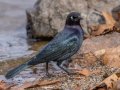 Brewer's Blackbird - Lake Cuyamaca, San Diego, California, 12/6/2017