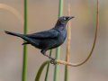 Brewer's Blackbird, Lake Jennings,  San Diego, California, 2/1/2019