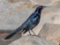 Brewer's Blackbird - Lake Cuyamaca, San Diego, California, 12/6/2017