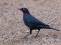 Brewer's Blackbird, Lake Jennings,  San Diego, California, 2/1/2019