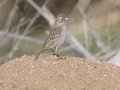 Brewer's Sparrow