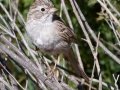 Brewer's Sparrow