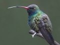 Broad-billed Hummingbird