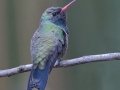 Broad-billed Hummingbird