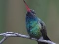 Broad-billed Hummingbird