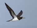 Cocos Booby - San Diego Pelagic, San Diego, California 1/1/2018