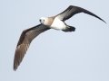 Cocos Booby - San Diego Pelagic, San Diego, California 1/1/2018