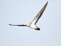 Cocos Booby - San Diego Pelagic, San Diego, California 1/1/2018
