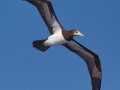 Brown Booby