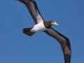 Cocos Booby - San Diego Pelagic Offshore San Diego Hour 1 of 11, San Diego, California 11/7/2015