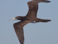 Brown Booby