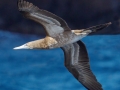 Brown Booby