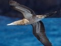 Cocos Booby - San Diego Pelagic Offshore San Diego Hour 1 of 11, San Diego, California 11/7/2015