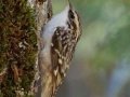 Brown Creeper