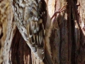 Brown Creeper